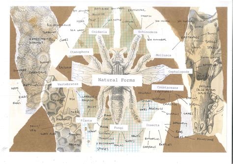 Natural Forms Art Gcse Mind Map Rectangle Circle