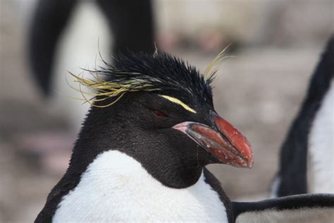 Hybrid Macaroni X Rockhopper Penguins Birding In The Falkland Islands