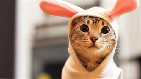 Easter Bunny Kitty Youtube