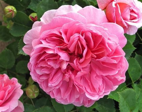 Princess Alexandra Of Kent Rose Rose David Austin Roses Blooming Rose