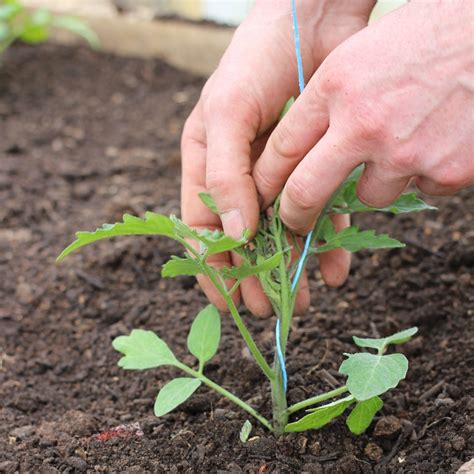 How To Plant Tomato Seedlings Step By Step Advice From A