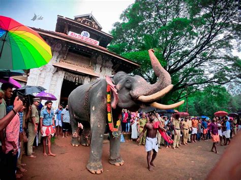 Fans throng as celebrity elephant kickstarts thrissur pooram. Thrissur Pooram - Elephant Festival in Kerala India ...