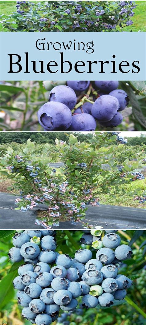 Learn How To Grow Blueberries Pinterest Gardening