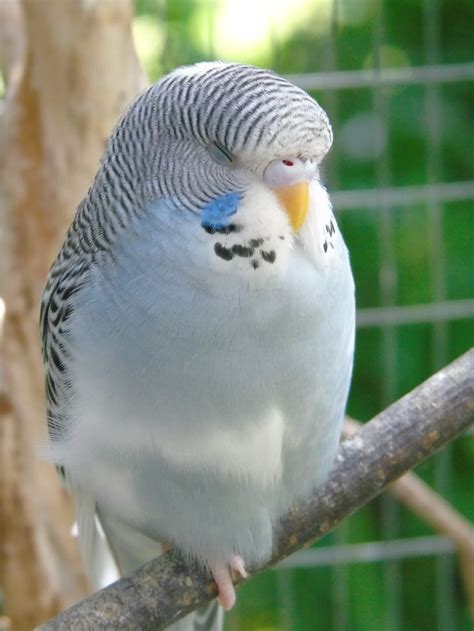 Tamarisk Grey Dominant Pied Baby Budgie Beautiful Birds Colorful