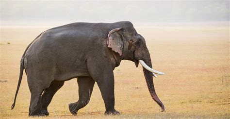Slon Zabiják Má Na Svědomí Již 15 Lidí Teď Jej Lovci Mohou Zastřelit