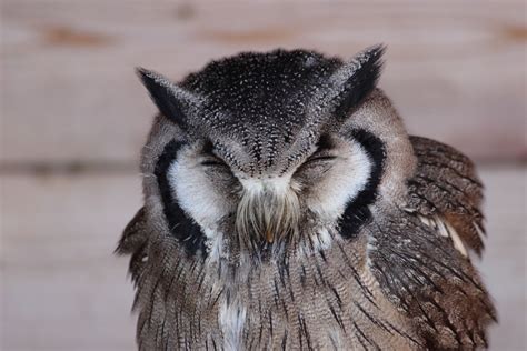 Northern White Faced Owl Owl Animals Northern