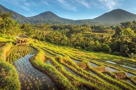 8 Best Bali Rice Terraces Most Popular Places To See Rice Paddies In