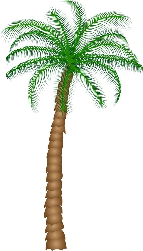 Date Palm Png