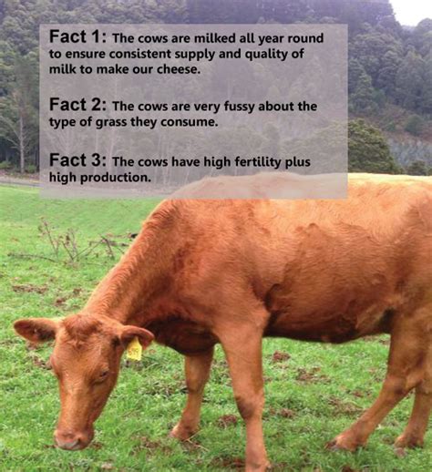 It tillers more profusely but is lower growing than annual ryegrass and will not form a seed head in the seeding year. Which of the following facts about our Aussie Red Cows is false?