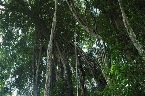 Hutan musim adalah hutan yang memiliki satu jenis tanaman saja,yang ditanam untuk tujuan komersil,contohnya tanaman jati. KAJIAN TEMPATAN: HUTAN DI MALAYSIA