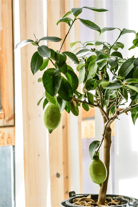Top 10 Fragrant Houseplants Citrus Trees Strawberry Plants Indoor