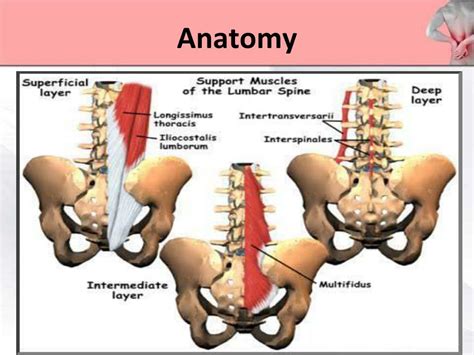 Lower Back Pain Anatomy