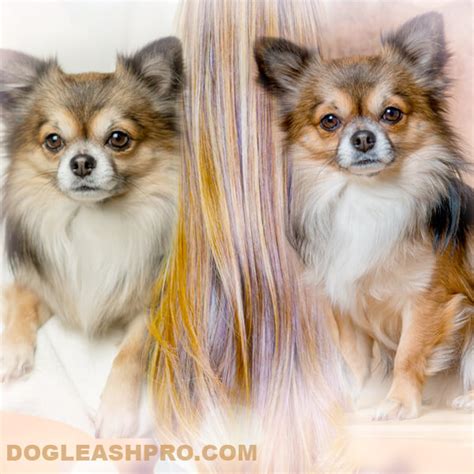 Long Haired Chihuahua Complete Guide