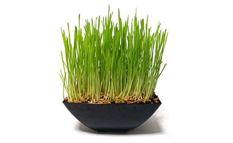 Cat grass has many benefits. Rocket Cats Cat Grass Garden Kit • hauspanther