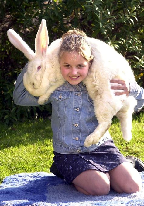 The flemish giant rabbit is one of the first breeds recognized by the national pet stock association, which eventually became the american rabbit breeders association. 25 Giant Bunnies So Big They Could Destroy You | Giant ...