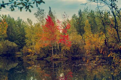 September Landscape Near The Forest Lake In The Autumn Day Stock Image