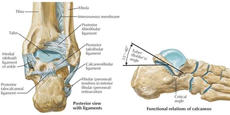 Anatomy Of The Calcaneus