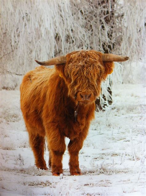Winter Highland Cow Escocia Animales Y Arte
