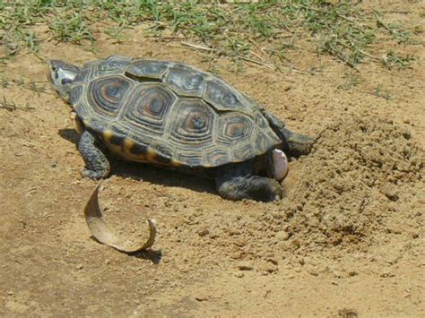 Female turtles lay their eggs in nesting burrows and cover them up with sand, dirt or mud, then leave them to incubate. Turtle Egg Laying | Turtle, Egg laying, Animals