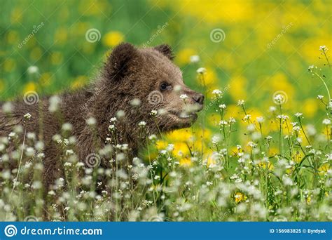 brown bear cub playing on the summer field stock image image of dandelions grizzly 156983825