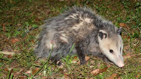 How To Get Rid Of Possums In Your Yard Opossum Prevention Tips
