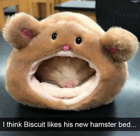 The Best Hamster Memes Memedroid