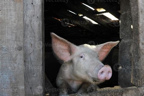 Leitão Porco Pig Pigs 718620 Stock Photo At Vecteezy