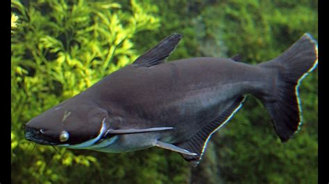 Pangasianodon Hypophthalmus Iridescent Shark Пангасиус Youtube