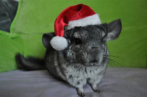 Christmas Animals Cute And Funny New Images Funny And Cute Animals