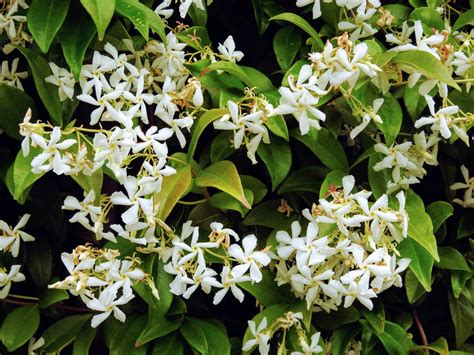 How Long Does Night Blooming Jasmine Take To Grow Agreenhand