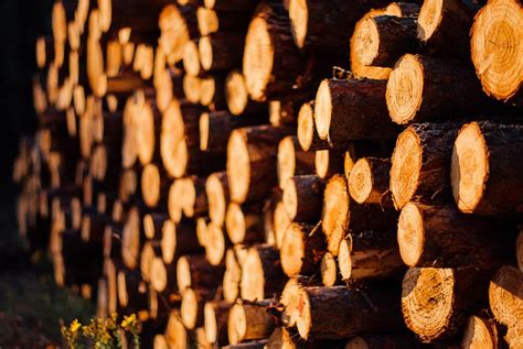 How Environmental Factors Influence Material Properties In Wood Blogionik