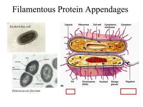 PPT Morphology Of Prokaryotic Cells Cell Shapes PowerPoint Presentation ID