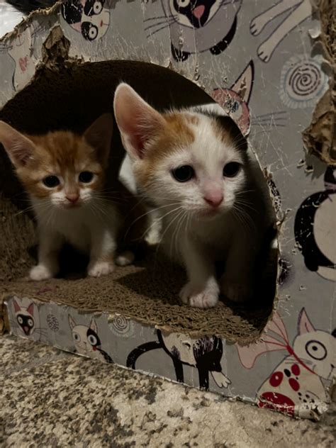 Kittens Available In Stockport Manchester Gumtree