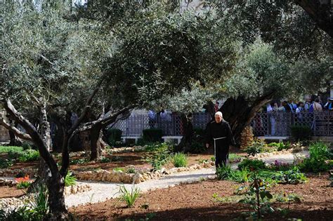 Garden Of Gethsemane History And Archaeology