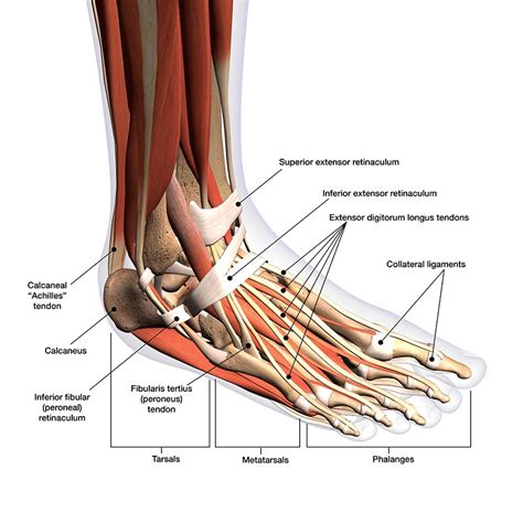 Foot And Ankle Anatomy Conditions And Treatments