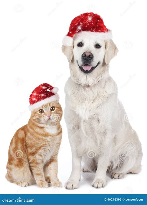 Cat And Dog With Santa Hat Stock Image Image Of Camera 46276395