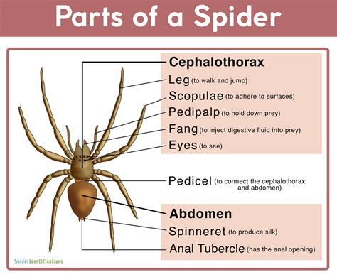 Labelled Diagram Of A Spider