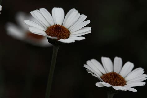 Bunga Aster Putih Kelopak Foto Gratis Di Pixabay Pixabay