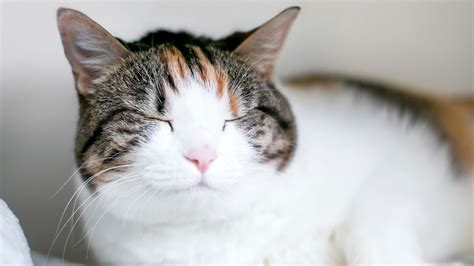 Why Do Cats Blink And Does Blinking Slowly Help With Feline