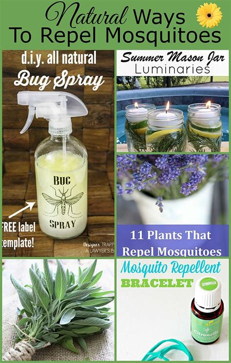 Natural Ways To Repel Mosquitoes Without Bug Spray House Of Hawthornes