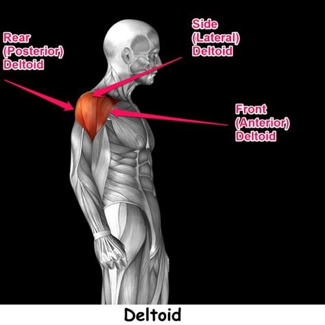 Rear Deltoid Workout The Best Rear Delt Exercises For Shoulder