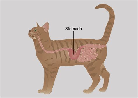 Gastritis In Cats Pdsa