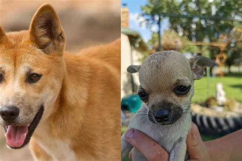 Dingo Vs Chihuahua Breed Comparison Mydogbreeds