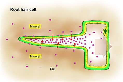 Active Transport In Root Hair Cells Of Plants Transport Informations Lane
