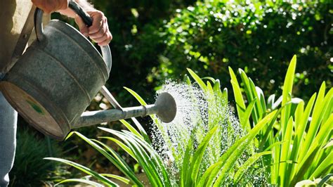 Use These Top Tips To Protect Your Plants From Heat Stress Gardeningetc