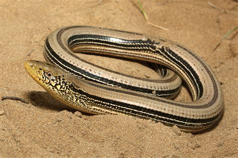 Why Is It Called A Glass Lizard Are Glass Lizards Dangerous And Rare