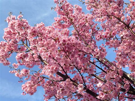 Floraison Des Cerisiers Japonais à Tokyo Le Hanami A Commencé