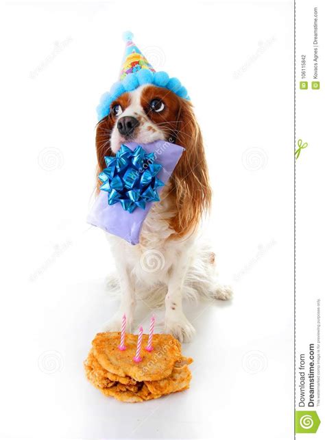 Happy Birthday Dog Photo Cavalier King Charles Spaniel