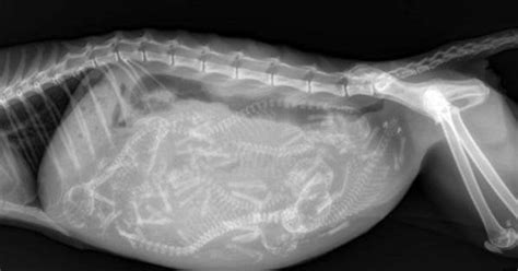 Pregnant Cat X Ray Pics