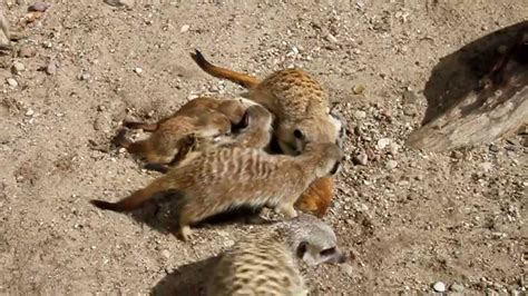 A Video Of Meerkats Youtube